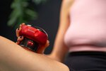 Bańka chińska elektroniczna Humanas BB01 Plus - niebieska
